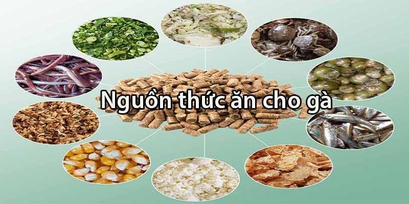 Thức ăn gà chọi chuẩn khoa học giúp tăng cường sức khỏe